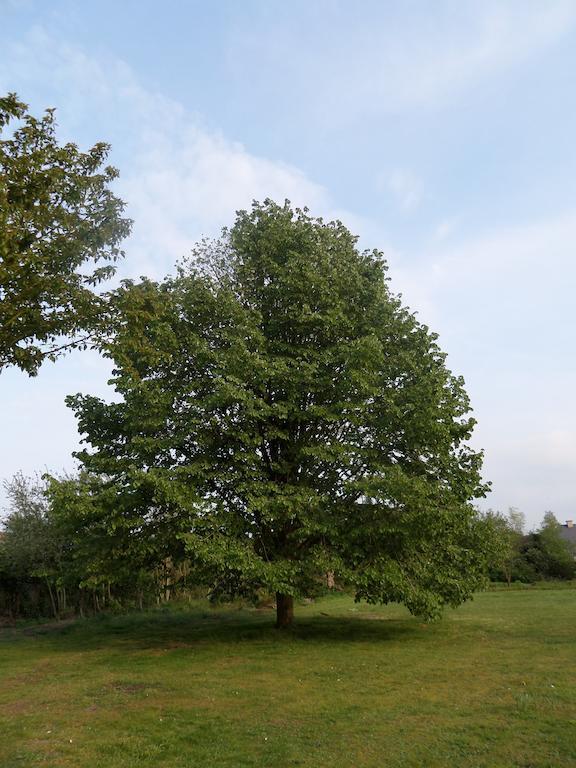 Villa Bijenhof Varsenare ห้อง รูปภาพ